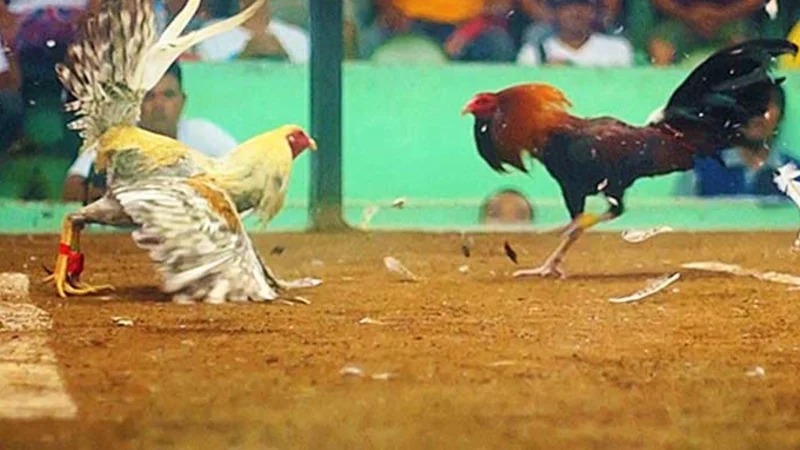 Đá gà cựa sắt